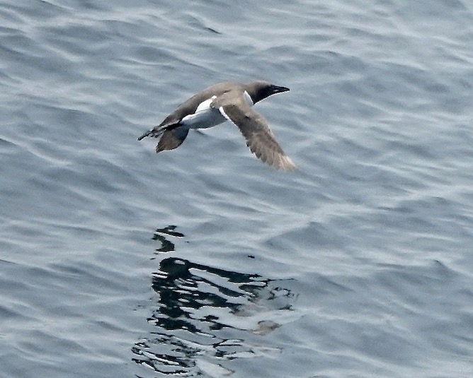 guillemot